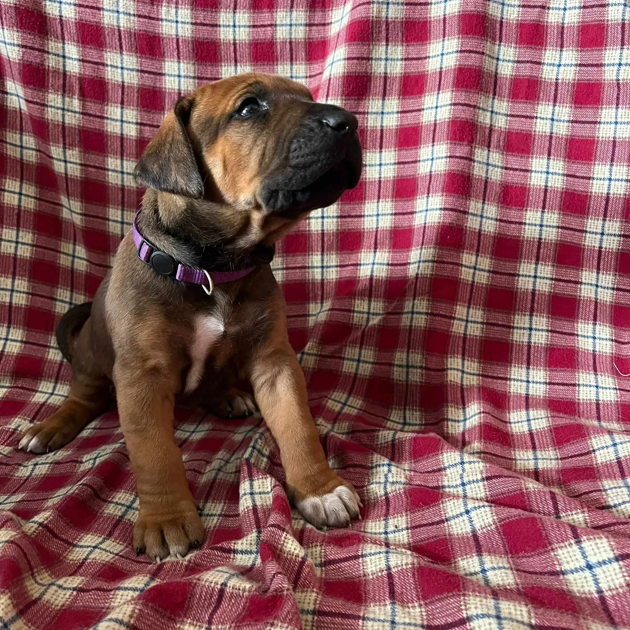 Purple collar girl