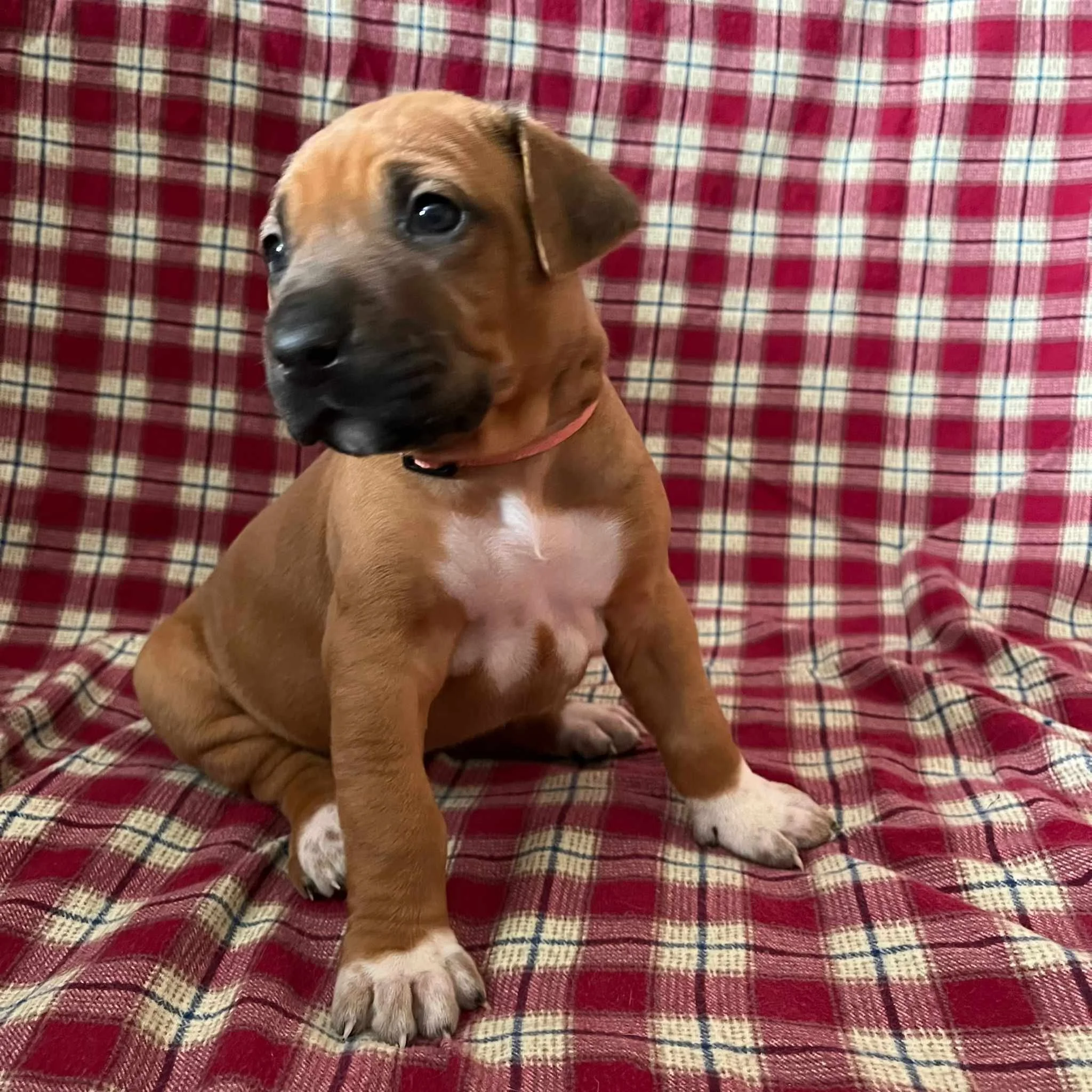 Pink collar girl