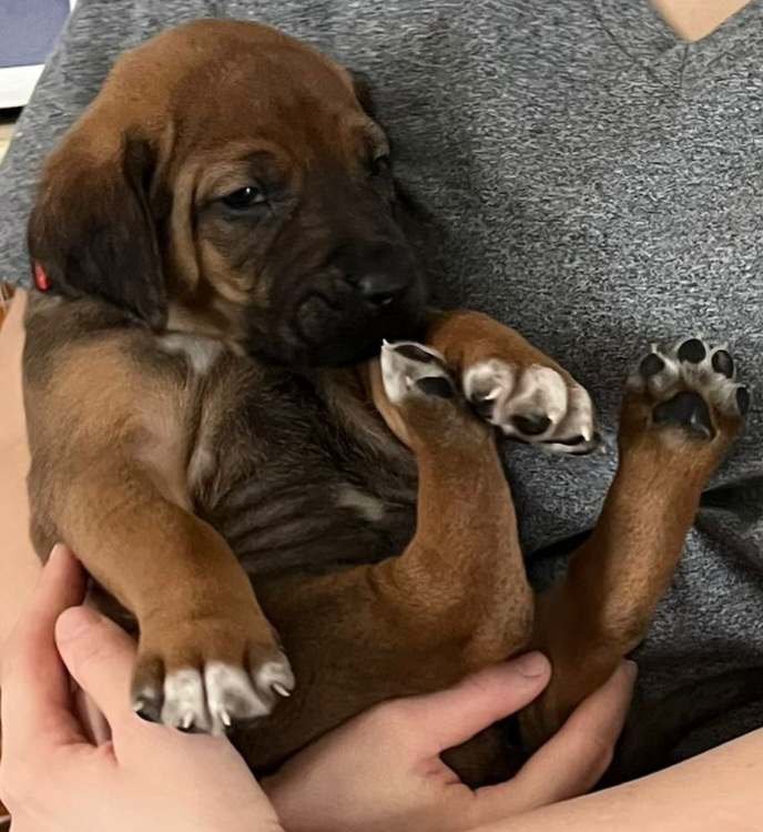 Red collar boy