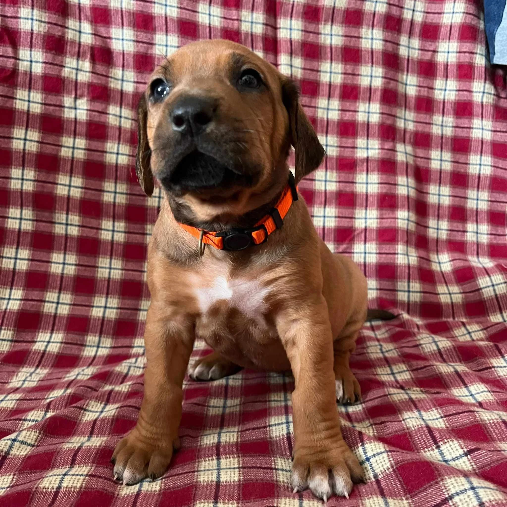 Orange collar girl