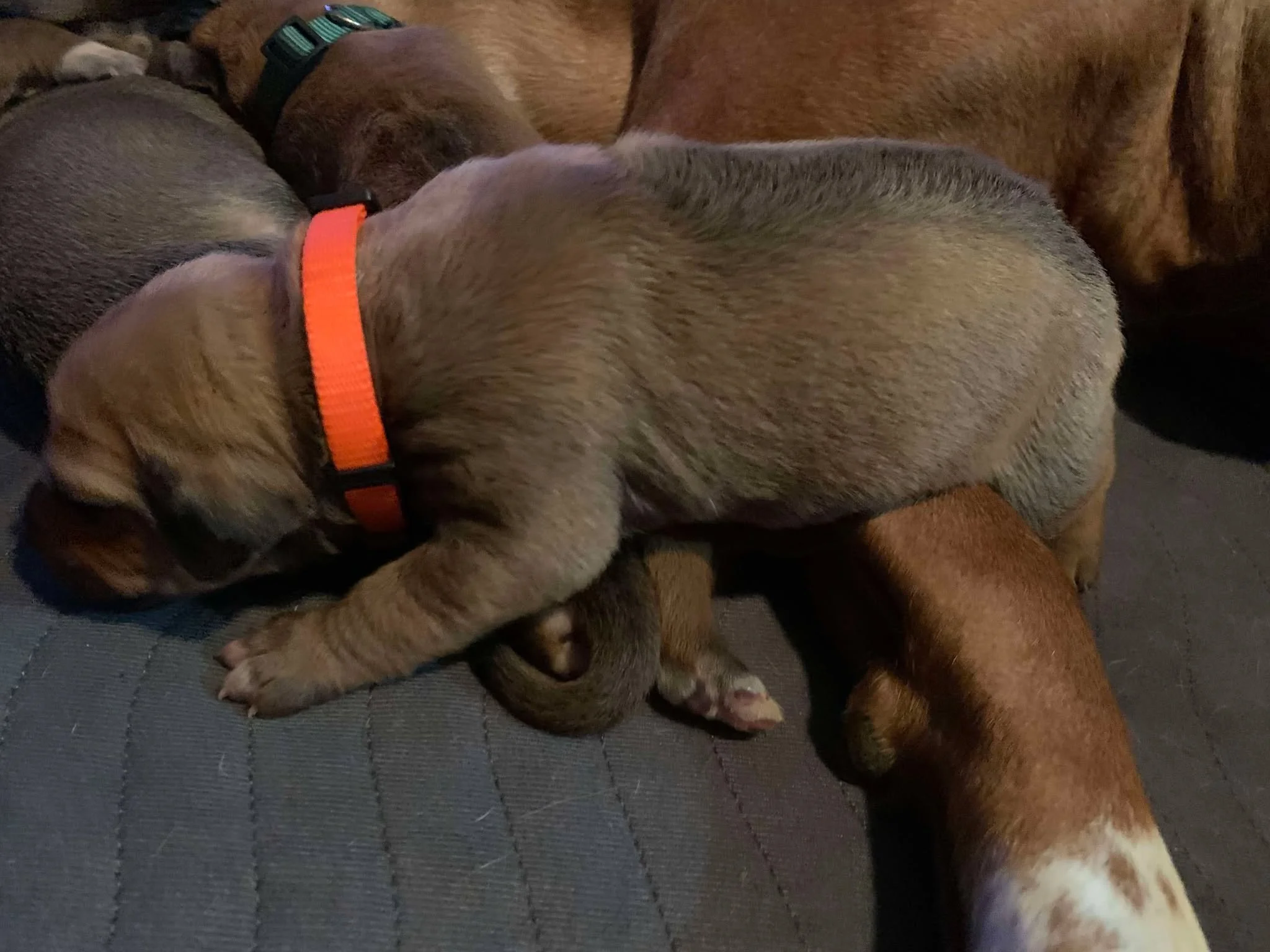 Orange boy