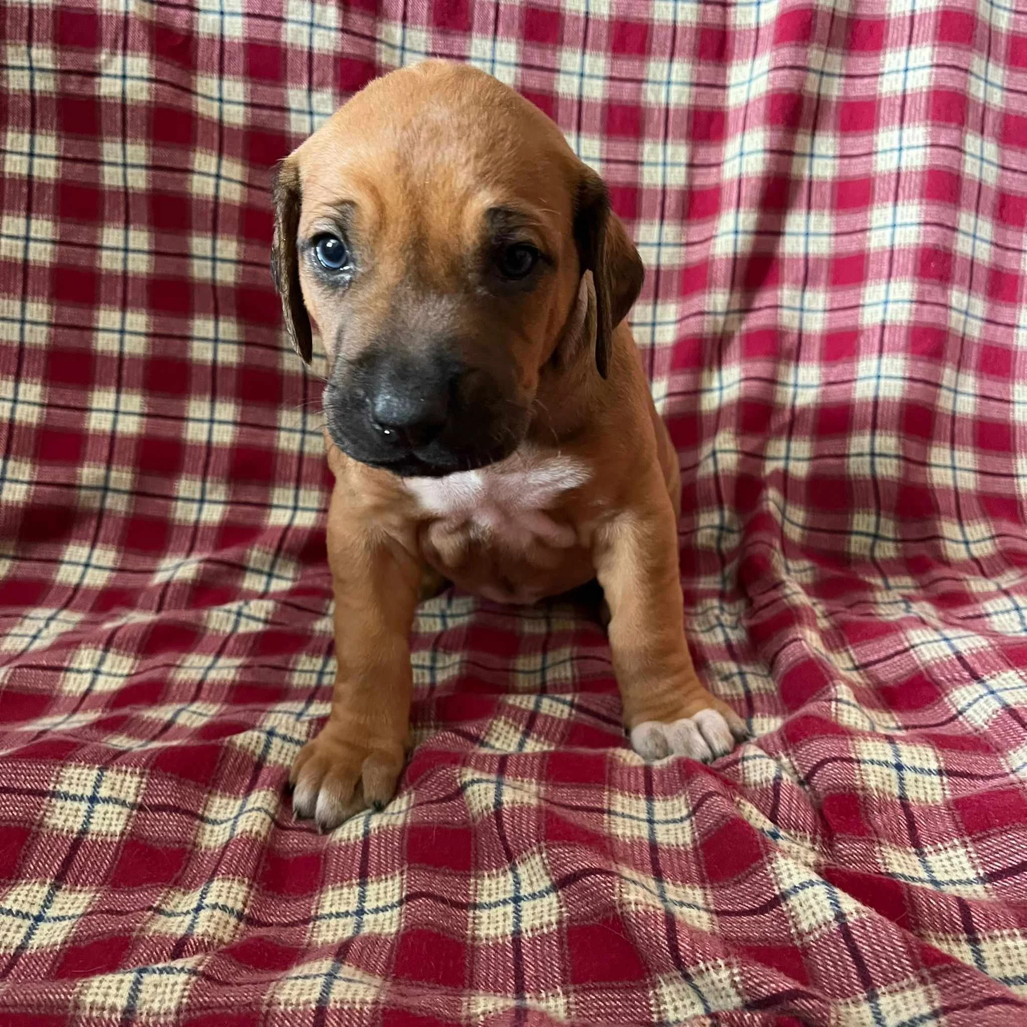 Grey collar girl