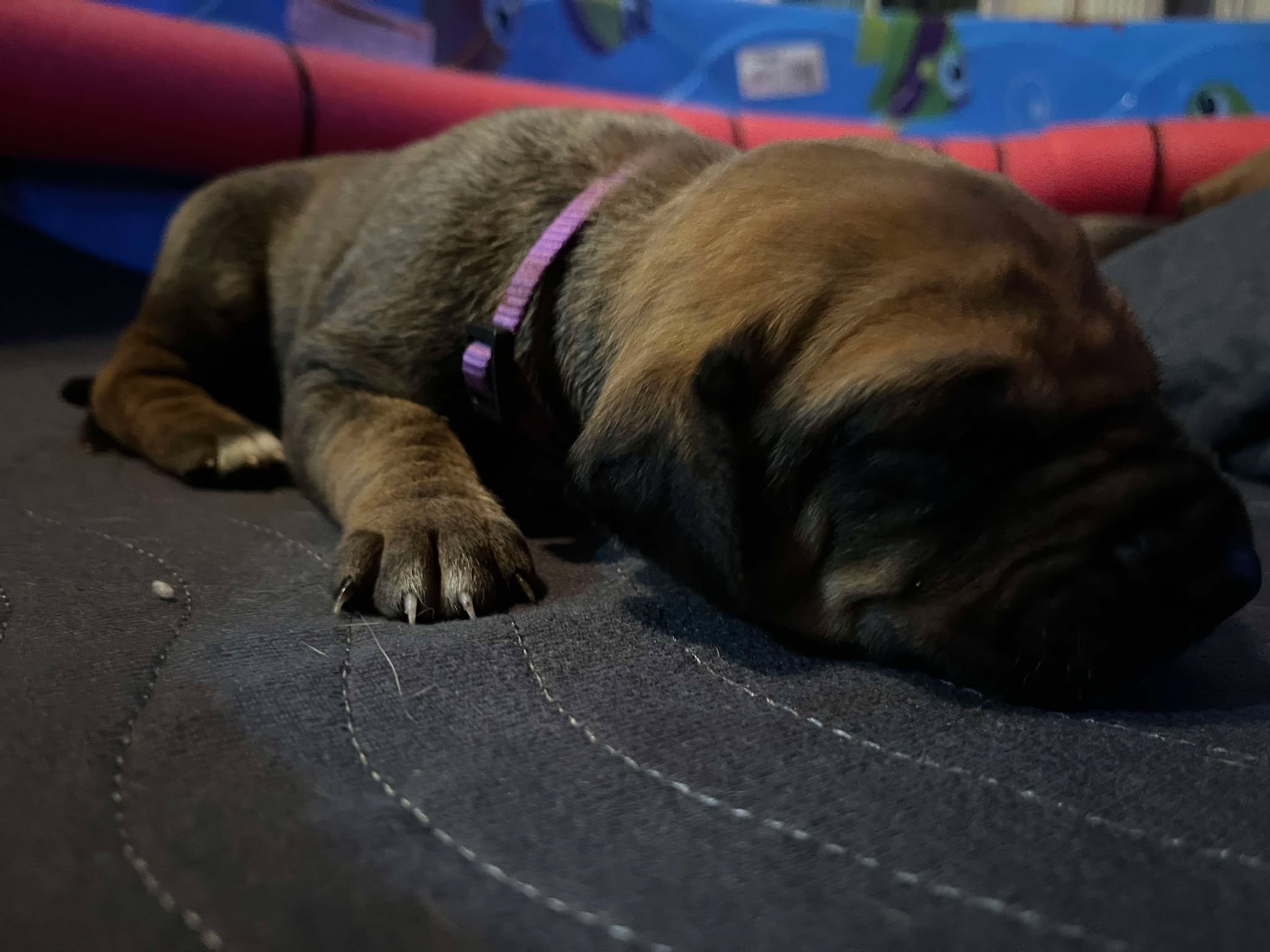 Purple collar girl