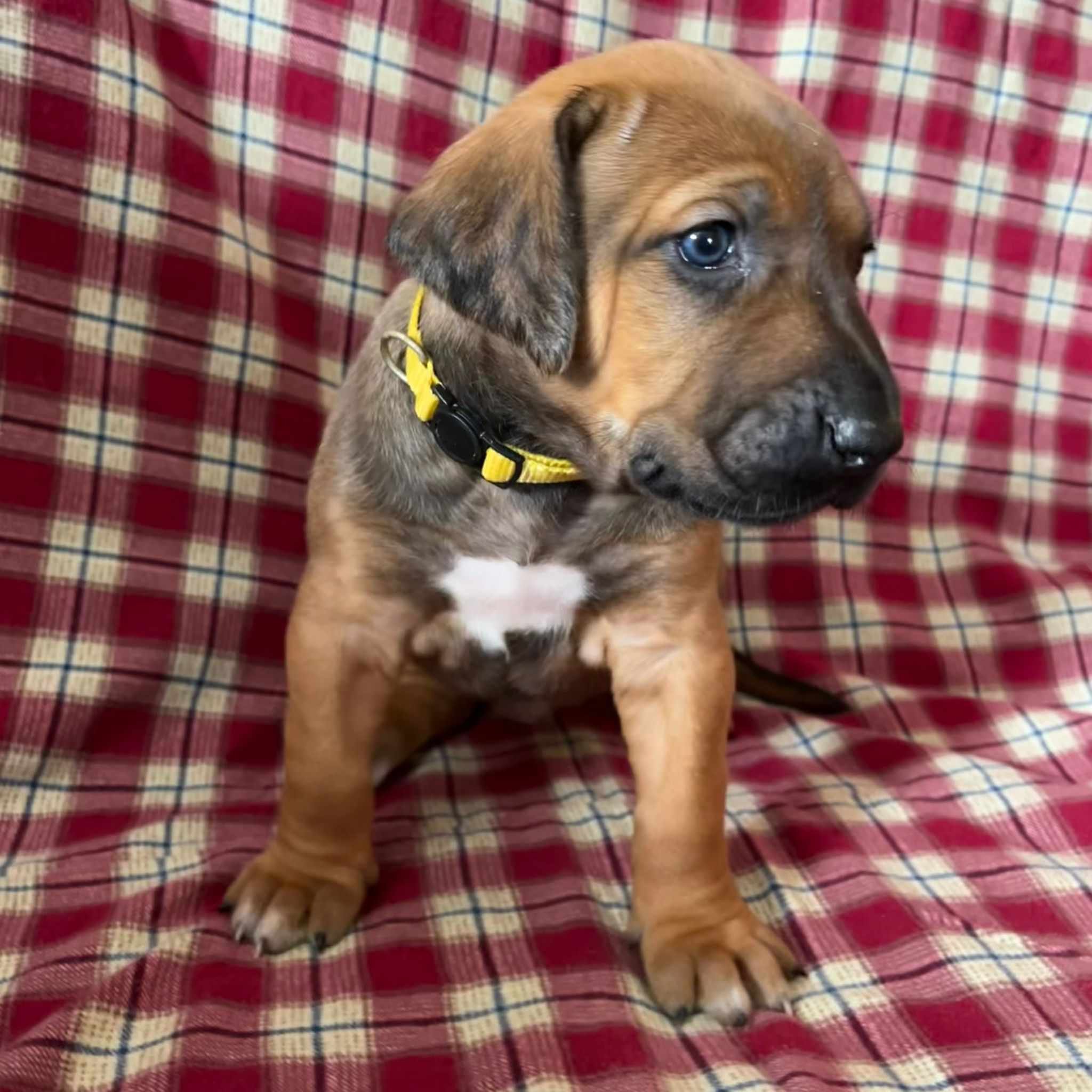 Yellow collar girl