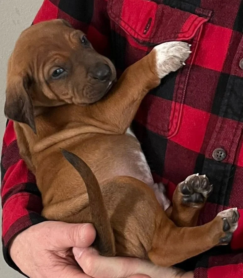 Blue collar boy