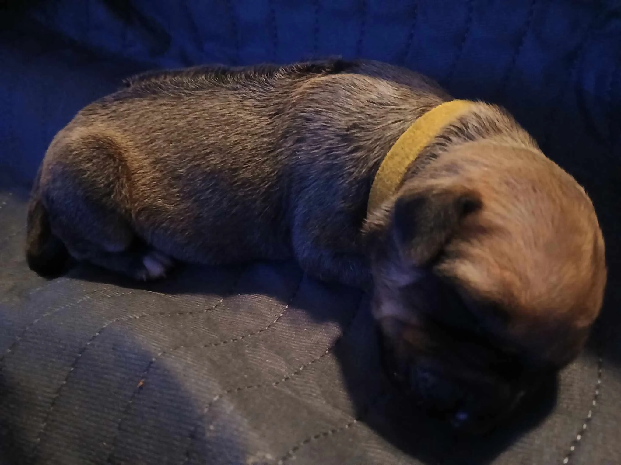 Yellow Girl
