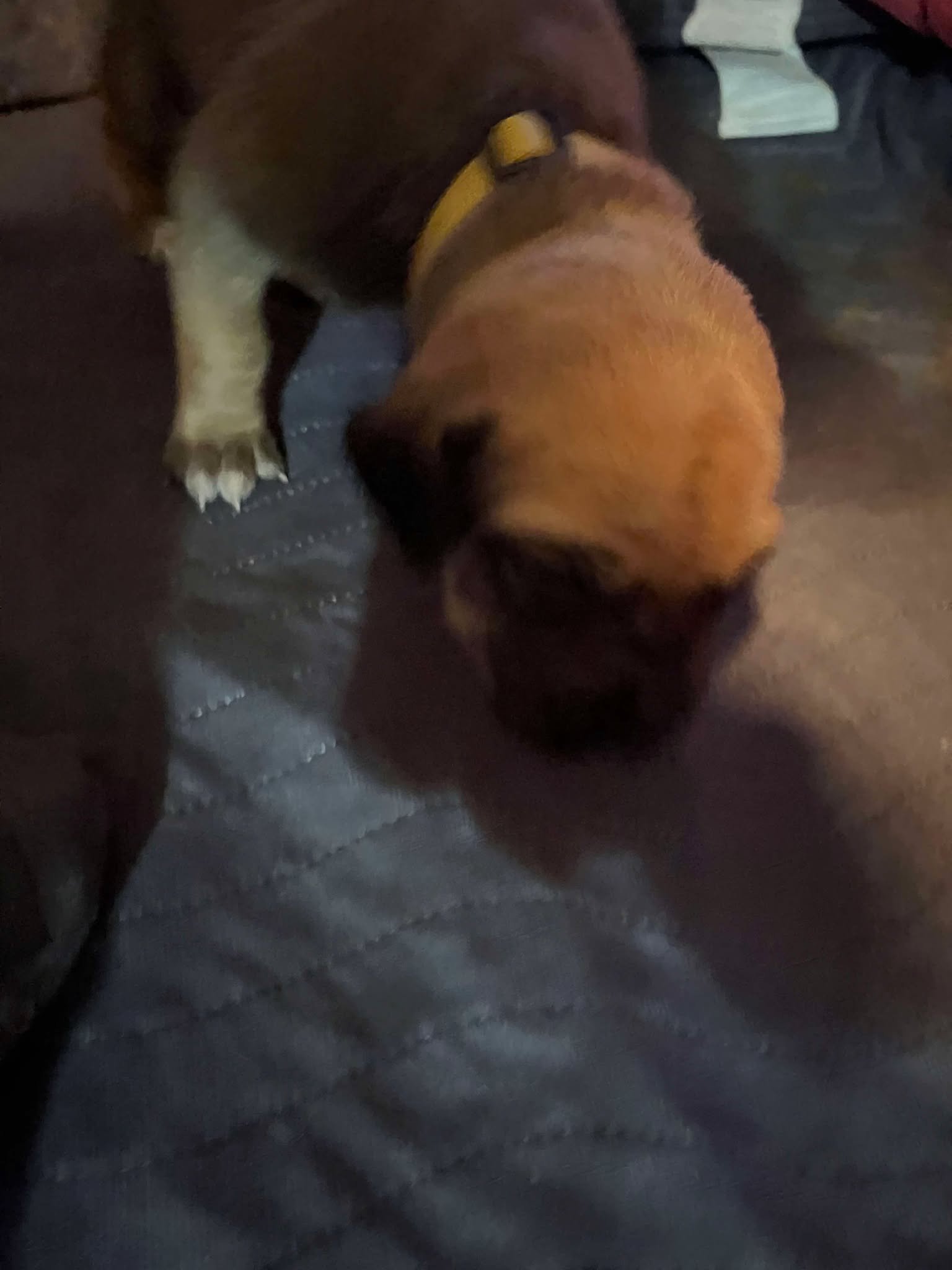 Yellow collar girl