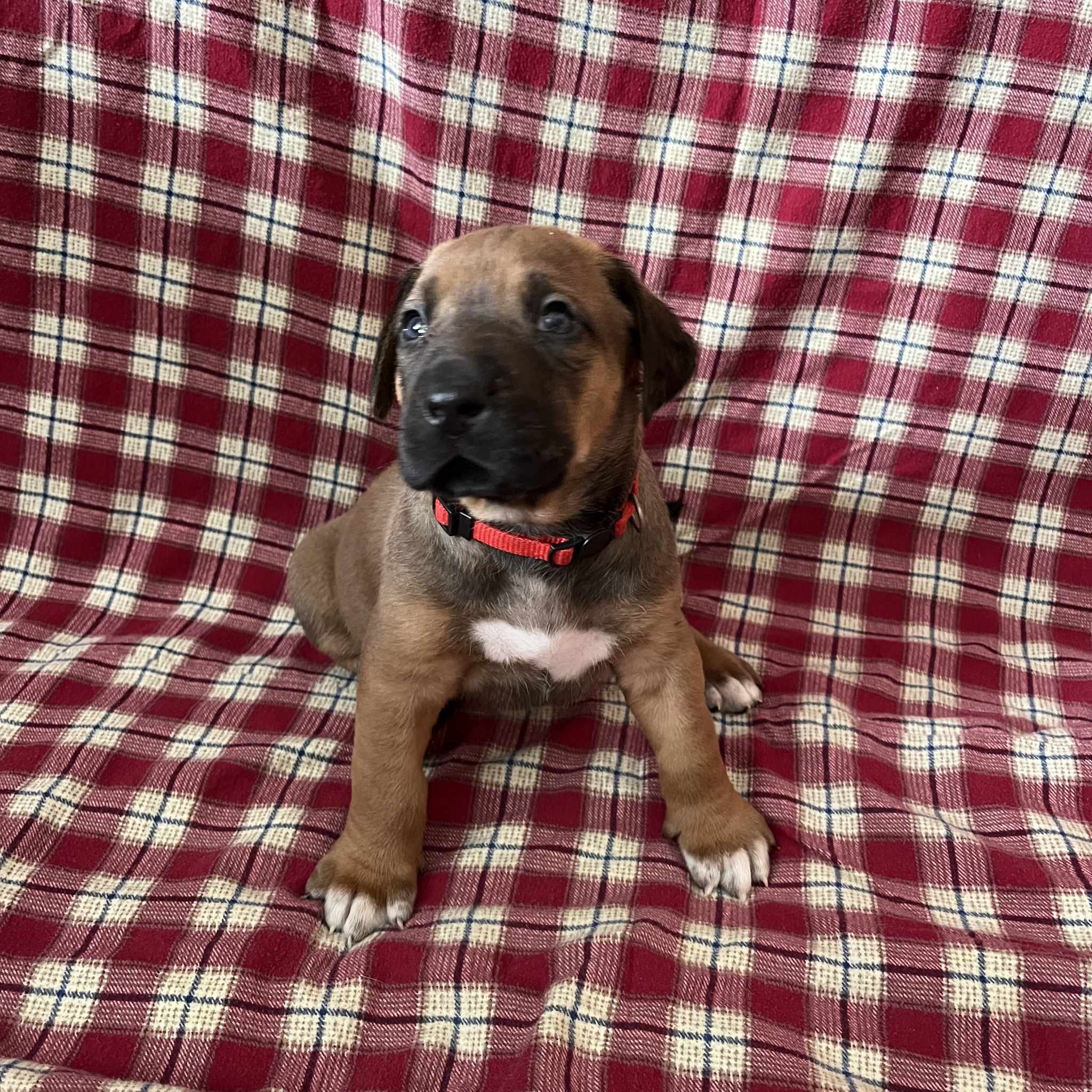 Red collar boy