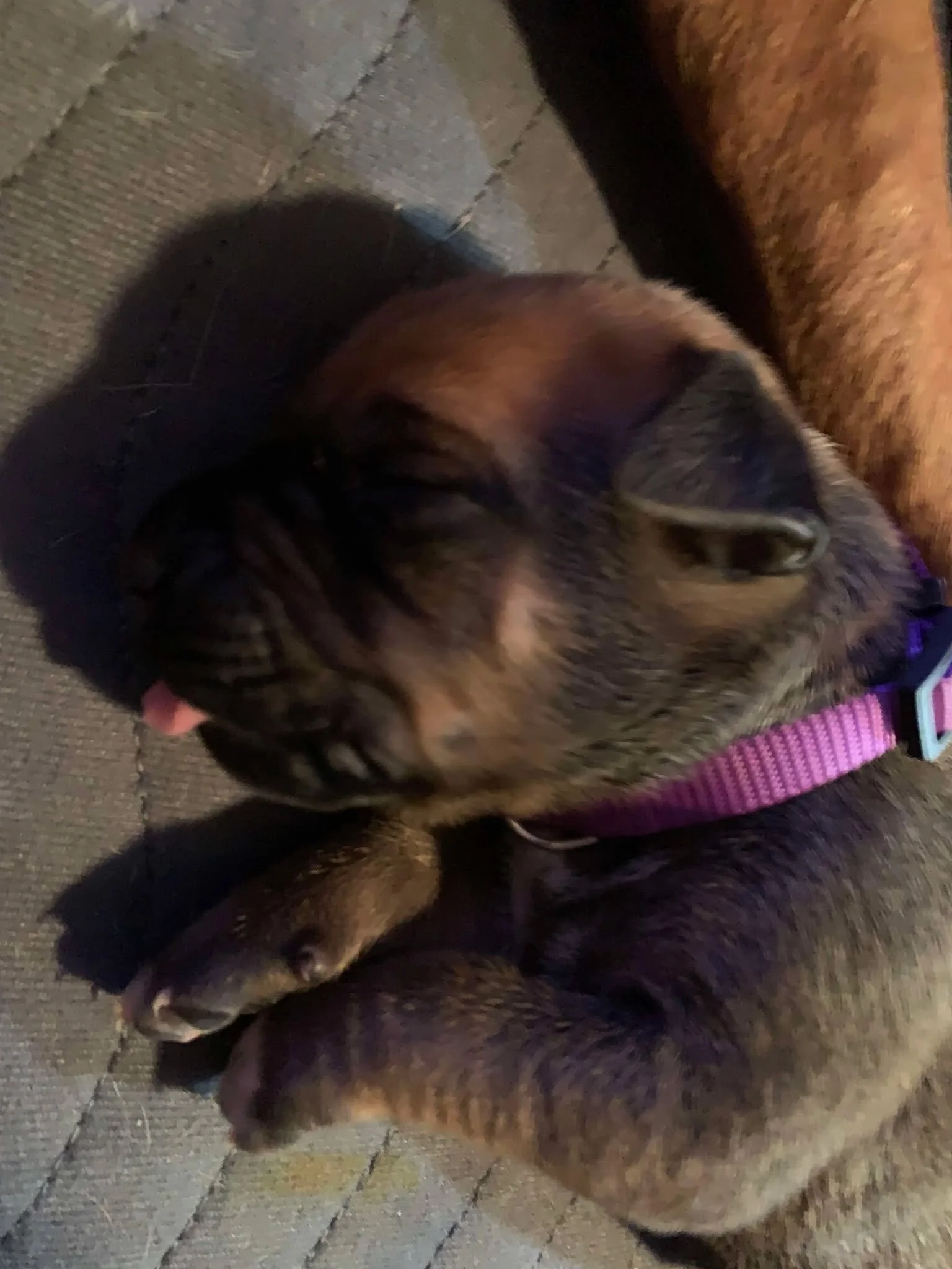 Purple girl
