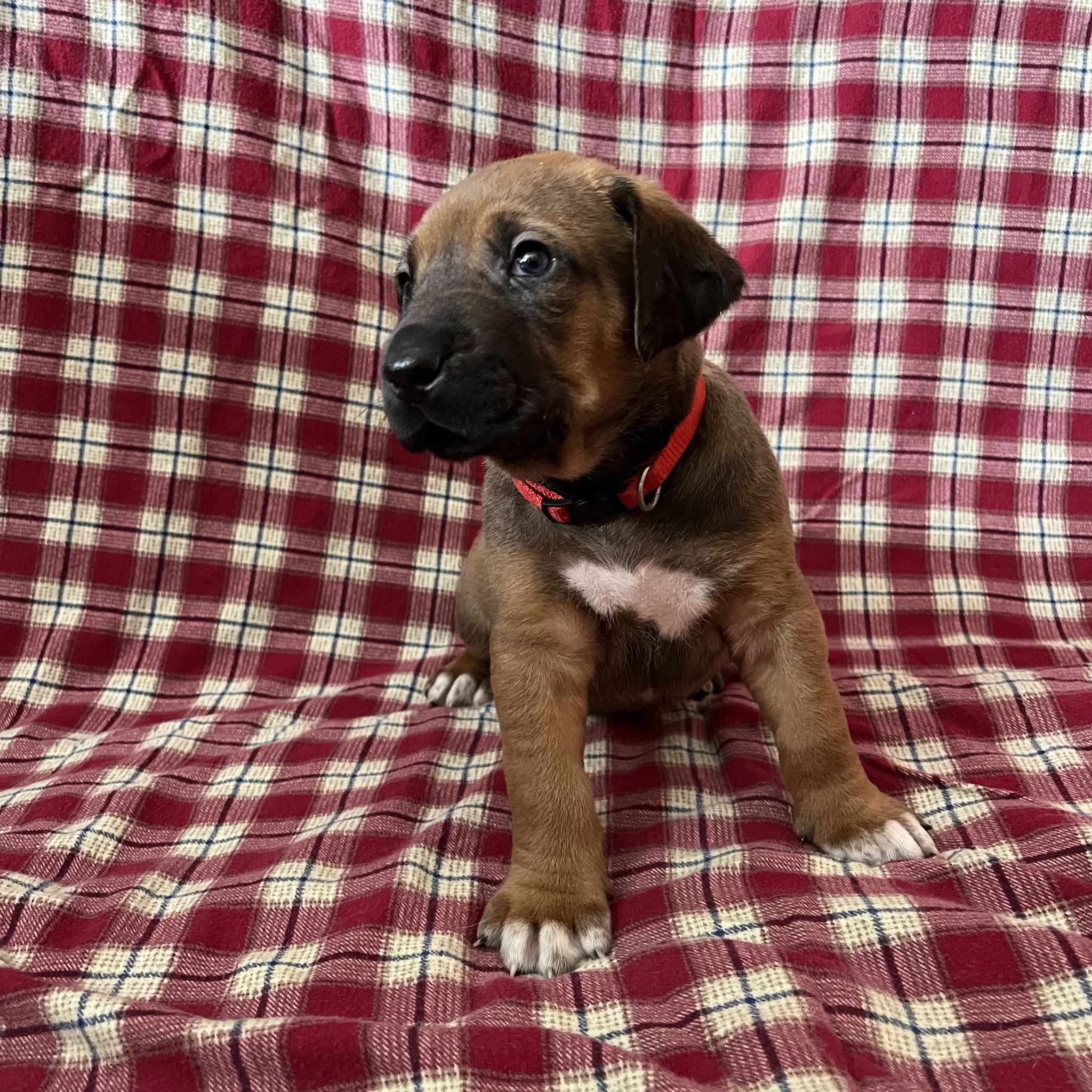 Red collar boy