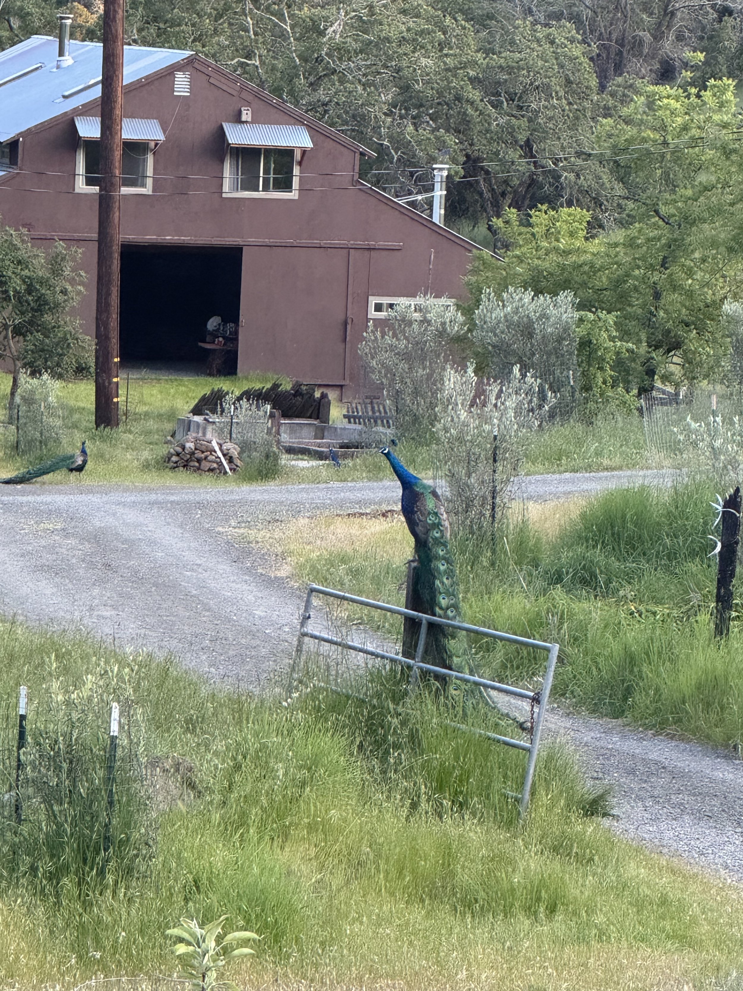Cleland Ranch is also a peacock rescue with over 100!