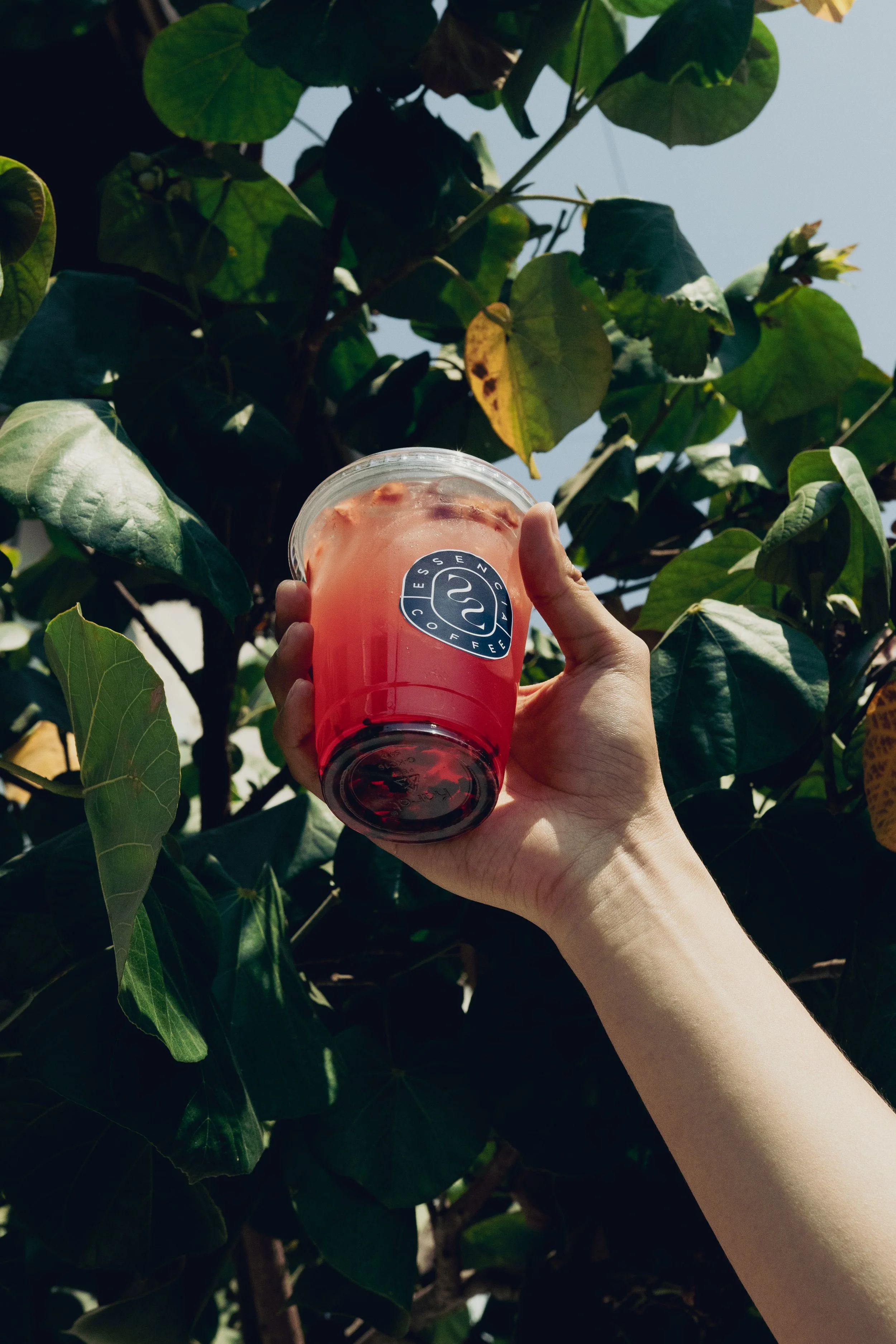Persona sosteniendo un vaso de bebida roja con un logo de café sobre hojas verdes de una planta.