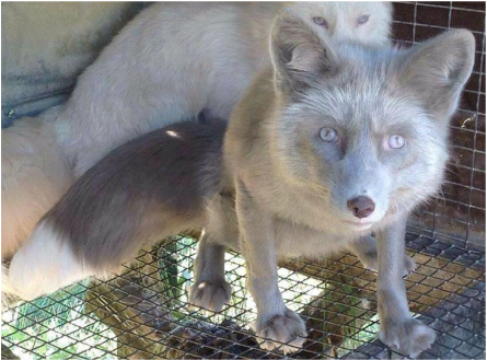 What Species of Fox Can You Own as a Pet? — The Exotic Pet Library