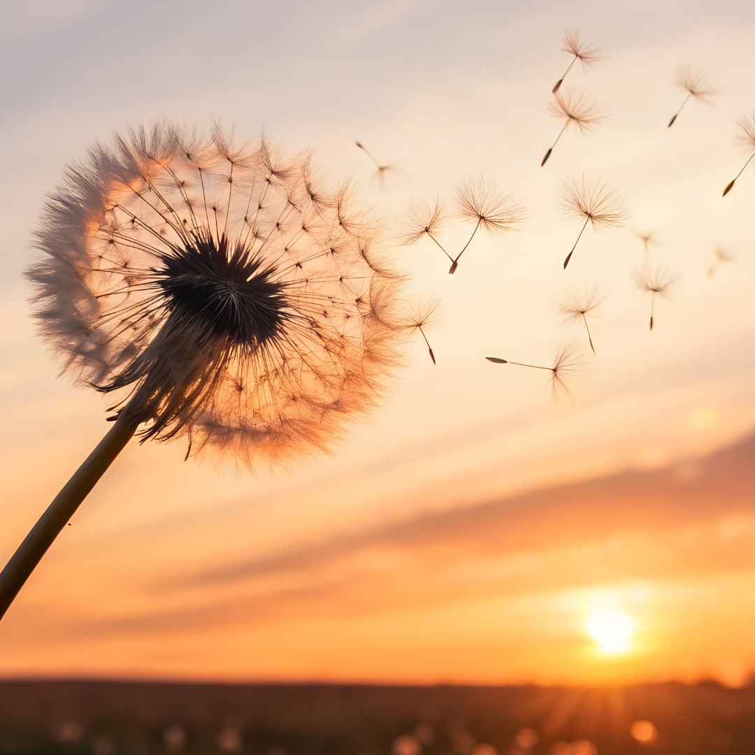 The Control Circle: Let Go &amp; Refocus Workshop