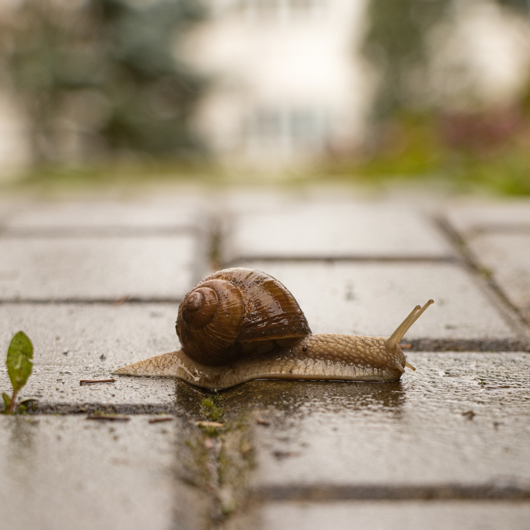 Slow Down To Move Forward