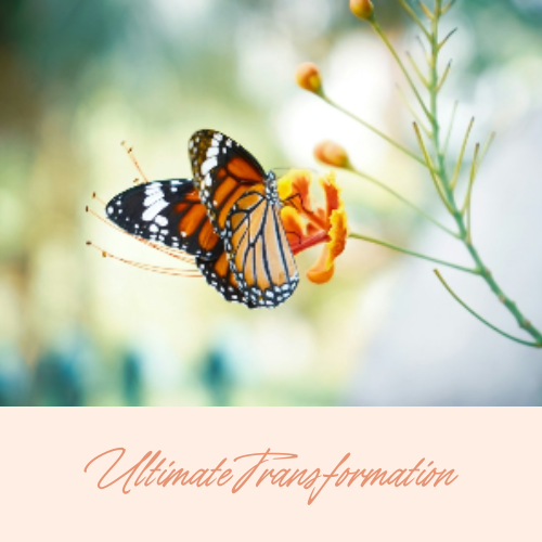 Wellness by Savvy Ultimate Transformation Package.png
