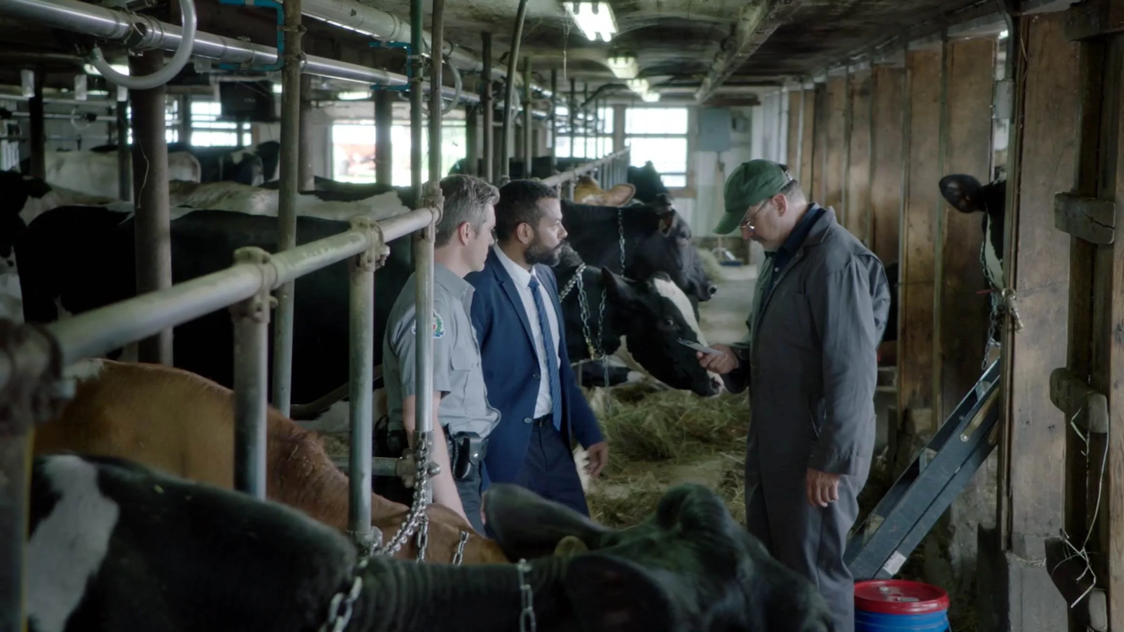 Four men in an animal barn, with cattle in their stalls, looking at a tablet device.