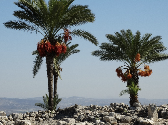 DATE PALMS IN ISRAEL A LEGACY OF GROWTH AND RESILIENCE