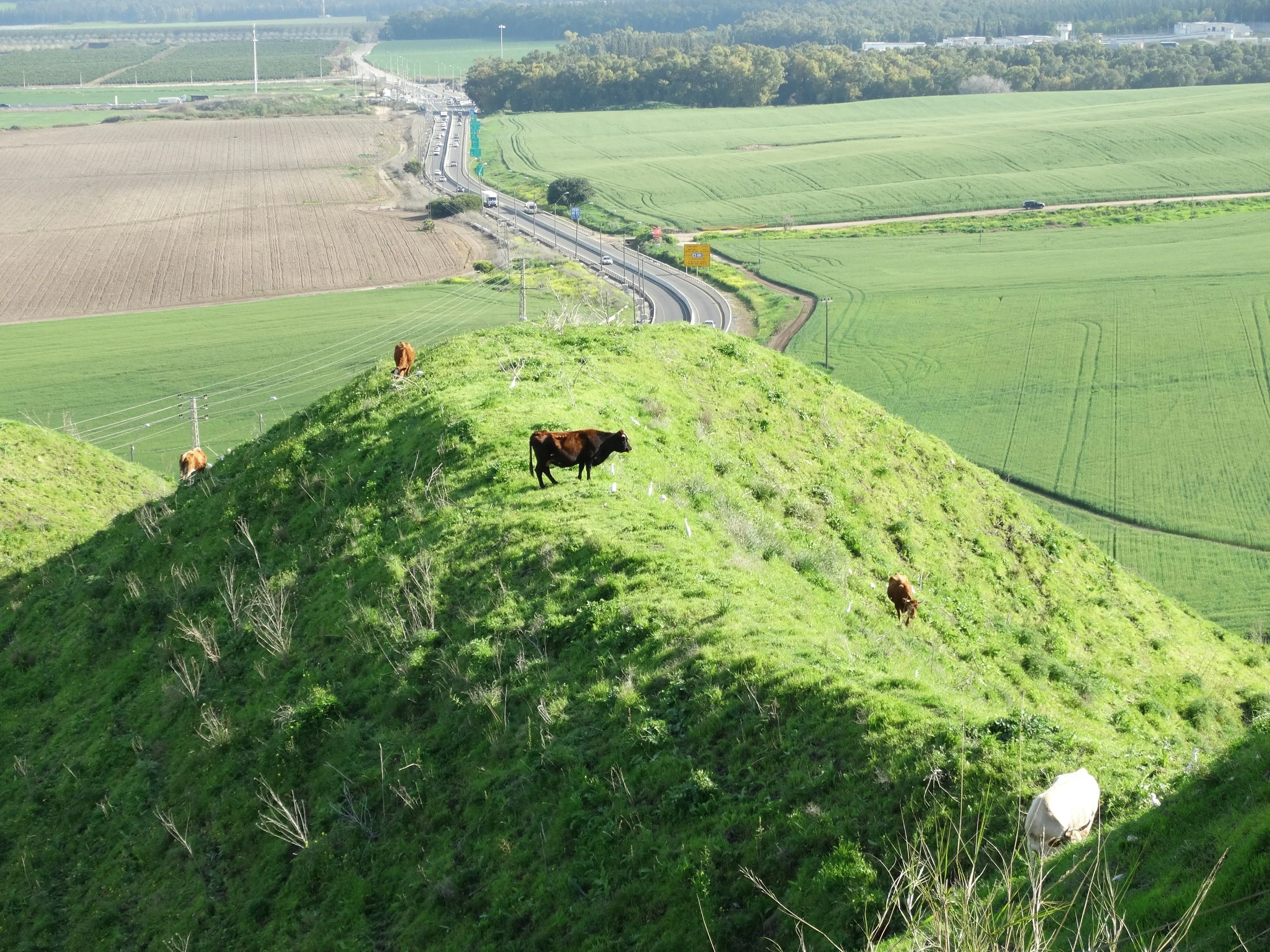 COWS GRAZING AROUND TEL MEGIDDO A CONNECTION TO ANCIENT BIBLICAL TIMES