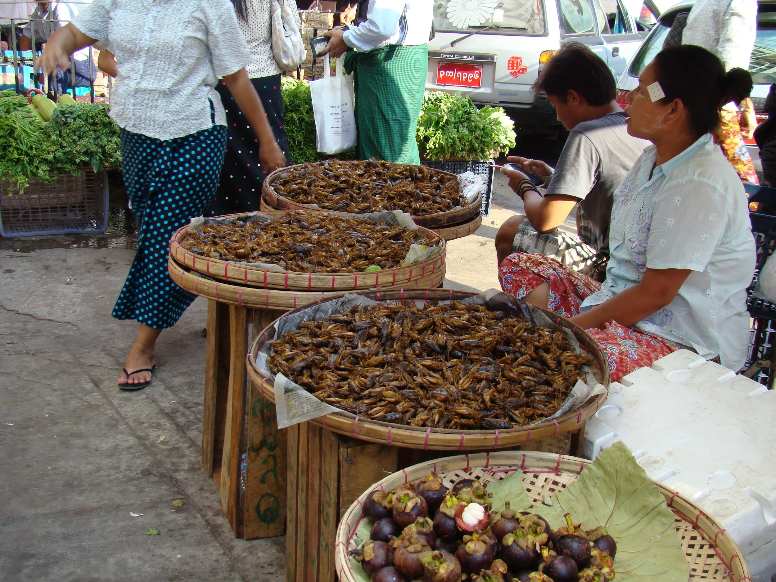 GRASSHOPPER CONSUMPTION IN MYANMAR A CULINARY TRADITION