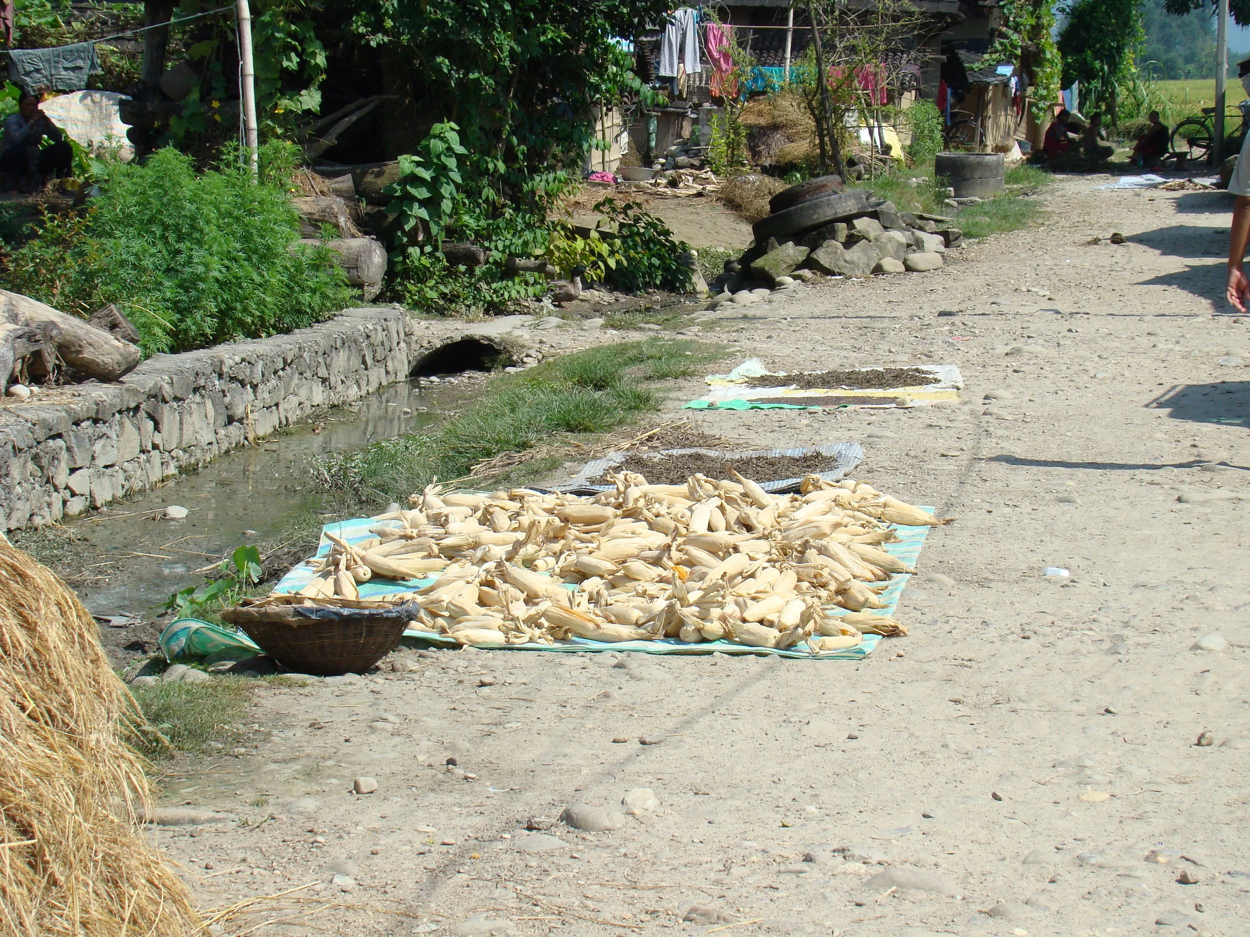 SUN-DRYING CORN IN SOUTHERN NEPAL A TIME-HONORED TRADITION