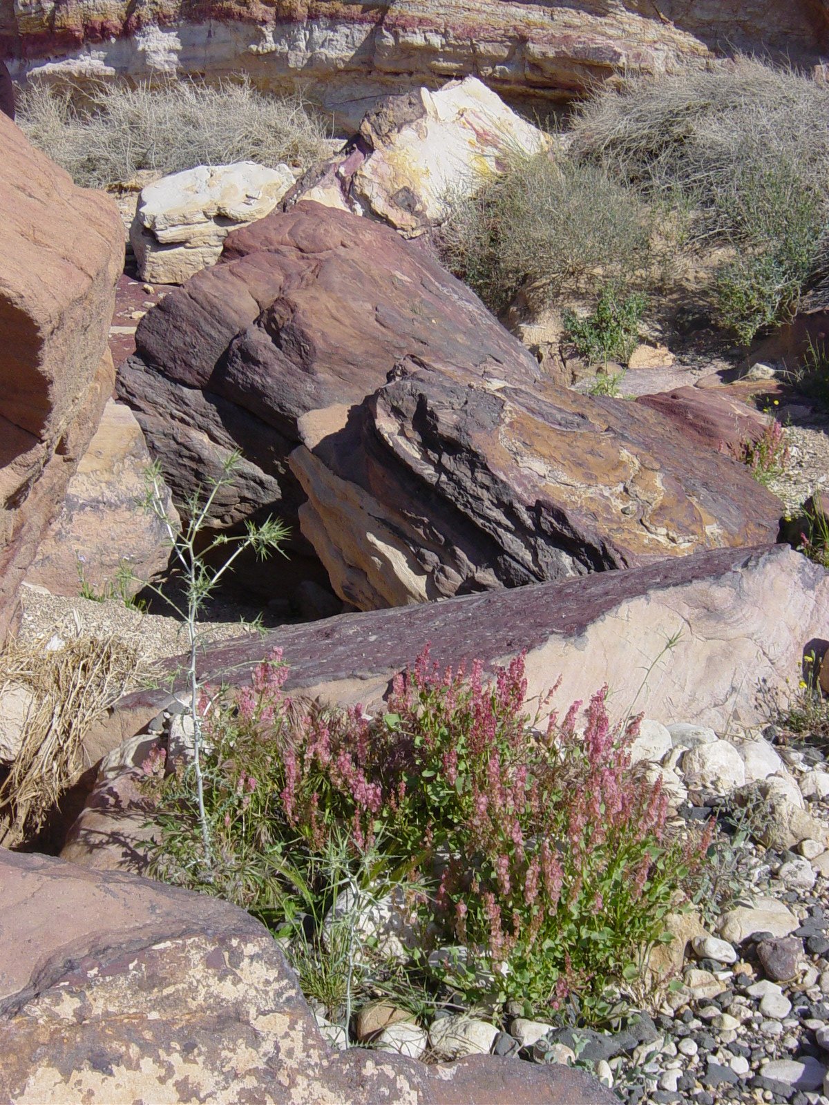 The Negev: A Landscape That Preaches