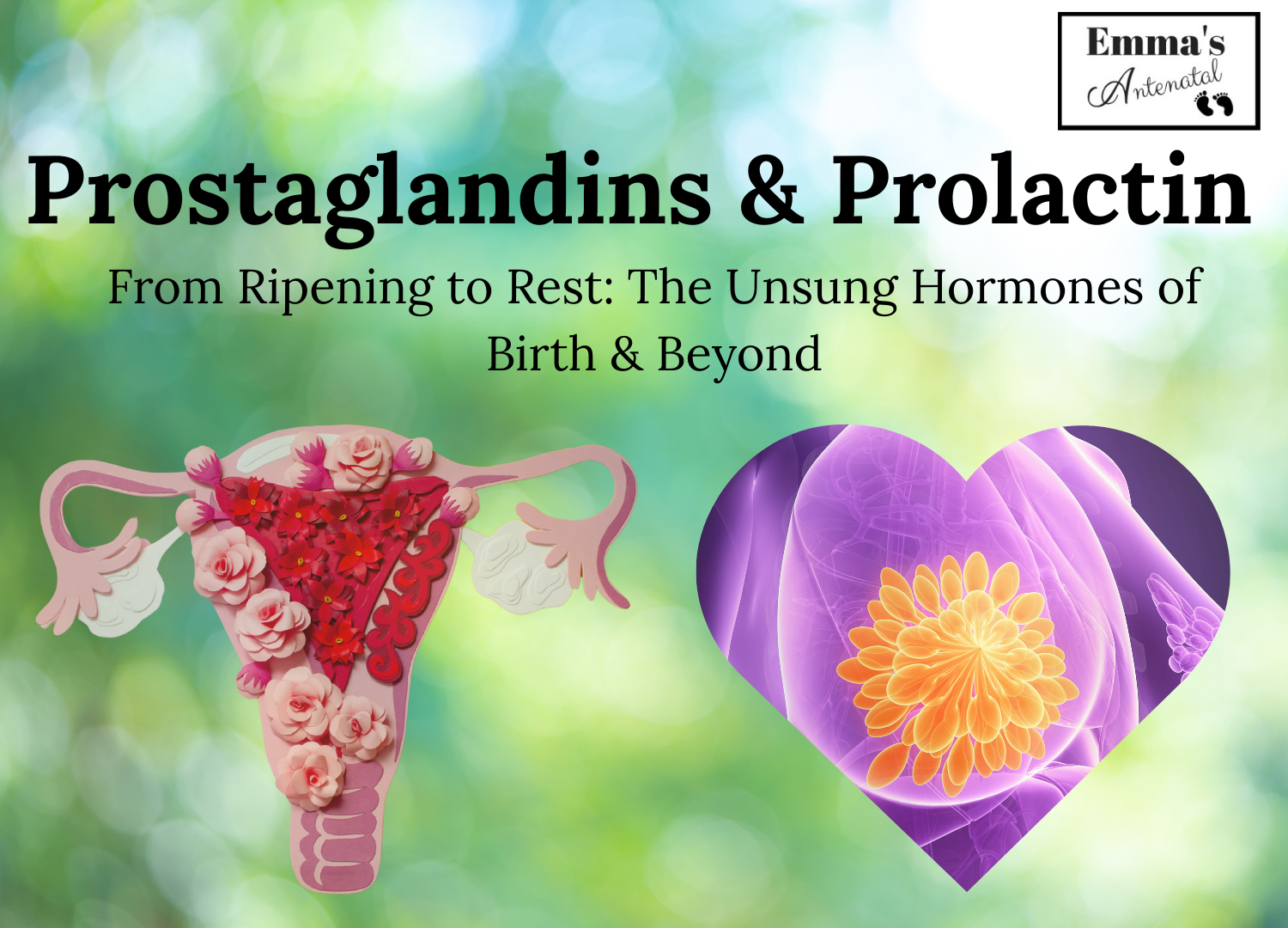 Bonus Hormones 2: Prolactin &amp; Prostaglandins