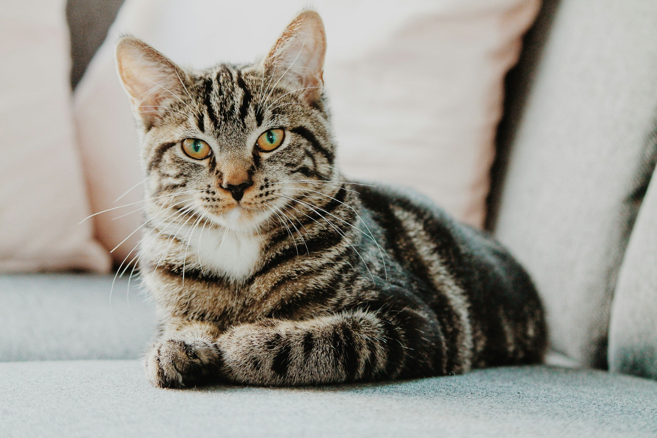Cracking the Cat Code: Understanding &amp; Improving Feline Behavior