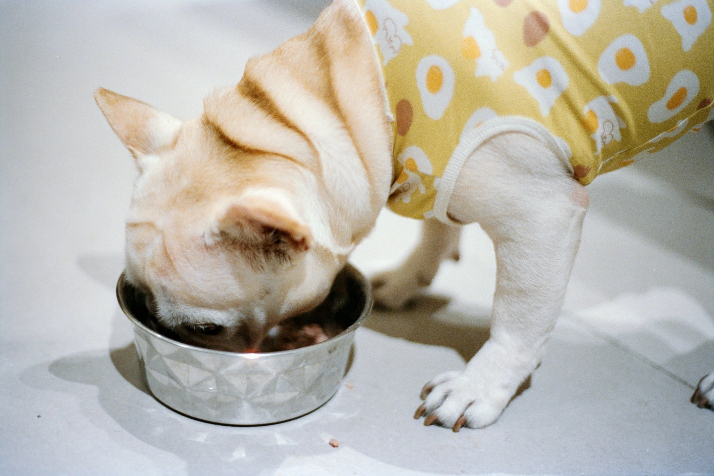 Pet Nutrition Myths: Busted!