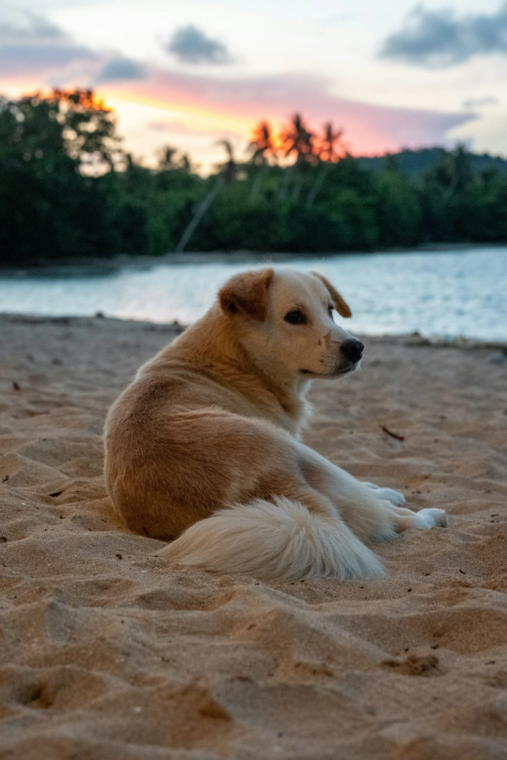 Is It Time? A Guide to Pet Quality of Life