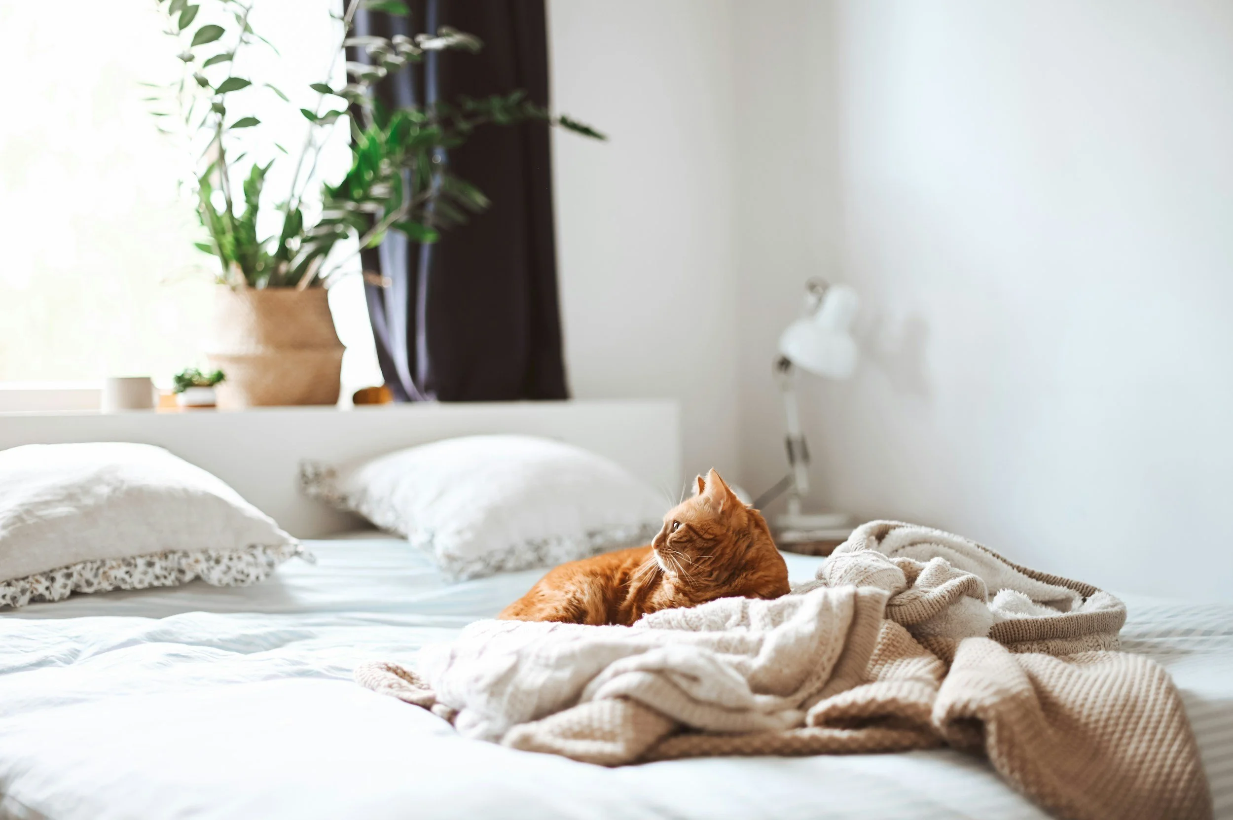 What to Expect from an In-Home Vet Visit