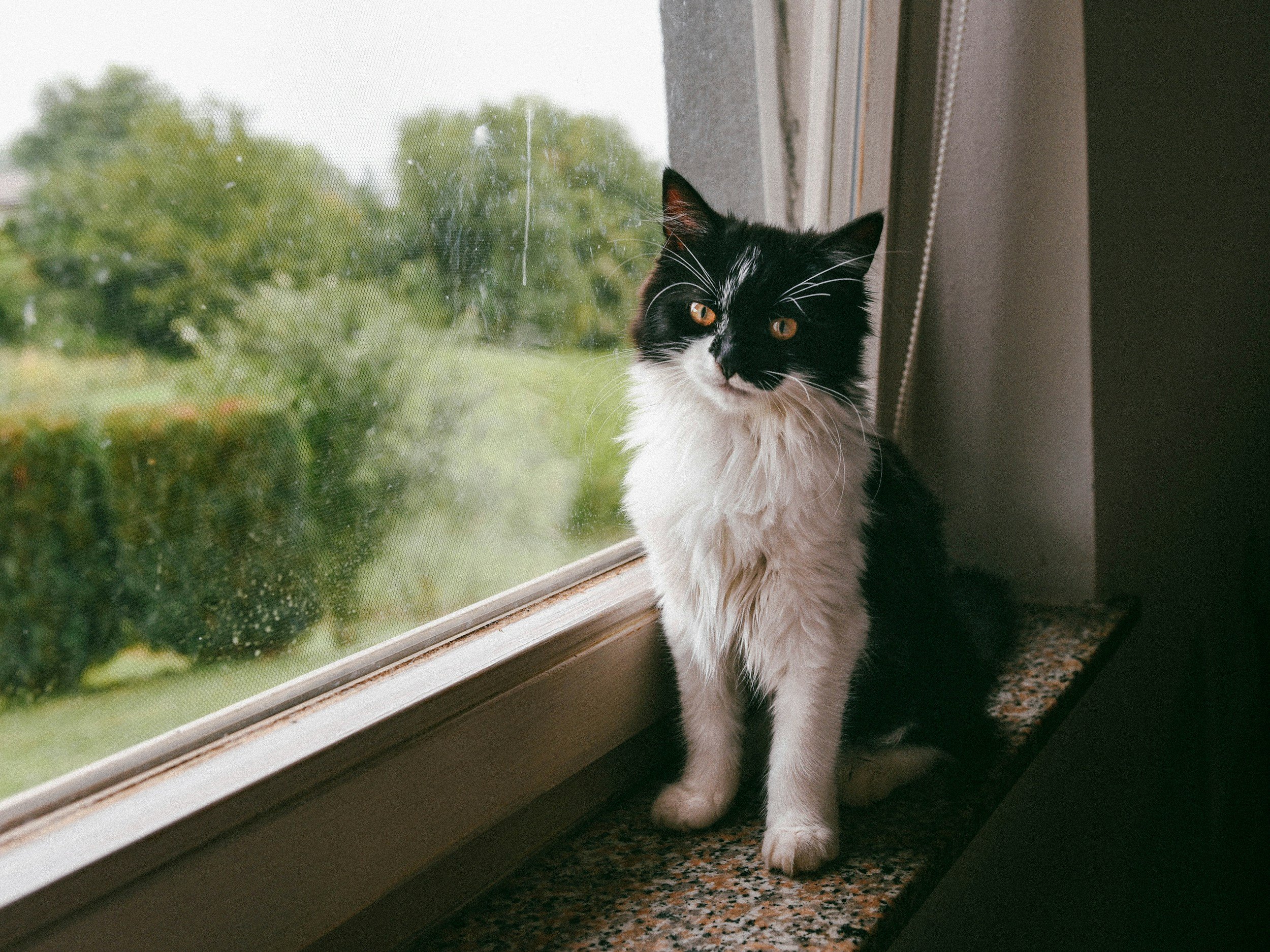Kidney Disease in Cats