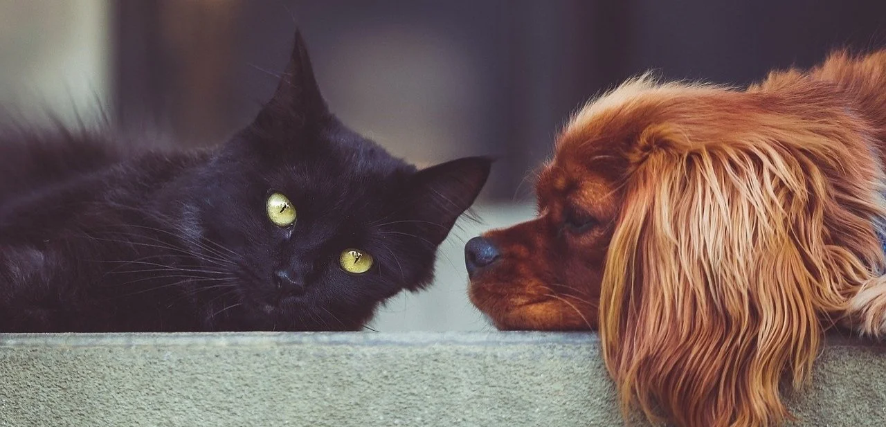 A black cat lying next to a brown dog with long ears, both resting their heads on a surface and facing each other.