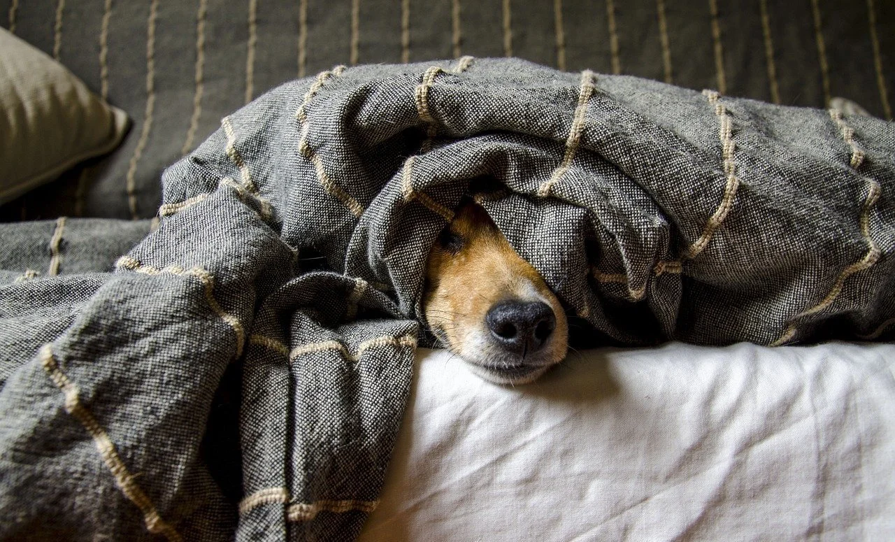 Dog resting under a blanket on a bed