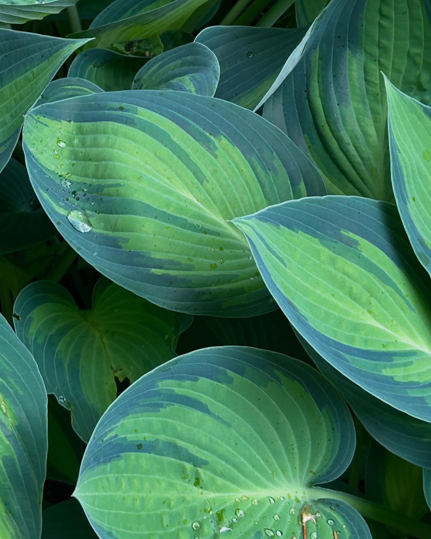 Variegated Hosta showing off!

#landscape #details #colorpalette #nature #inspiration #newclient #dwsbrandstudio 🌿💦