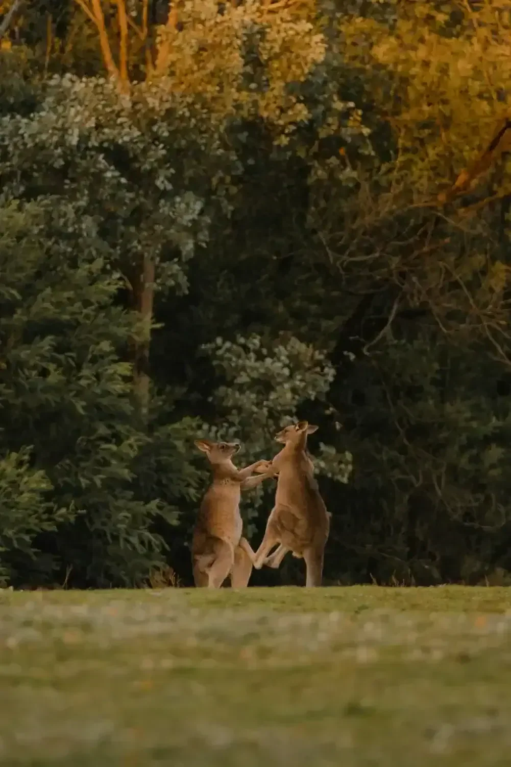 two kangaroos fighting in the forest