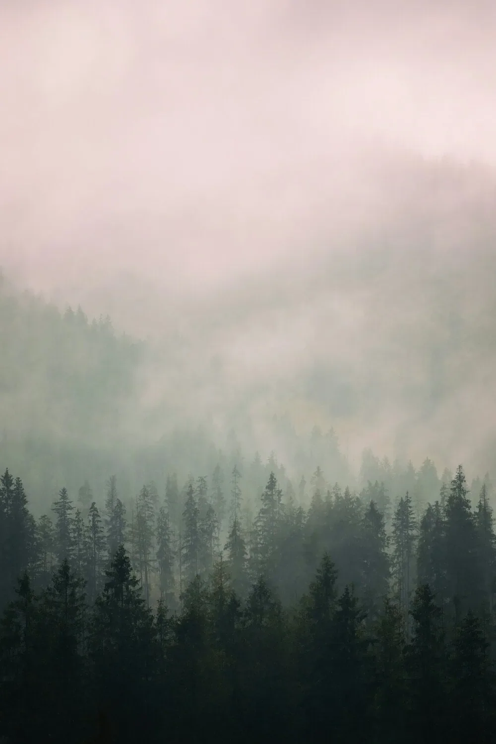 fog in the forest