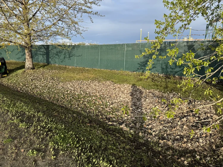 Yard before cleanup