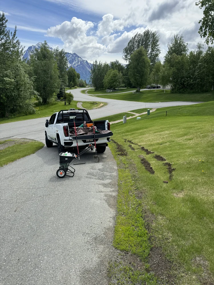 Repairing a Palmer lawn from winter plowing divots