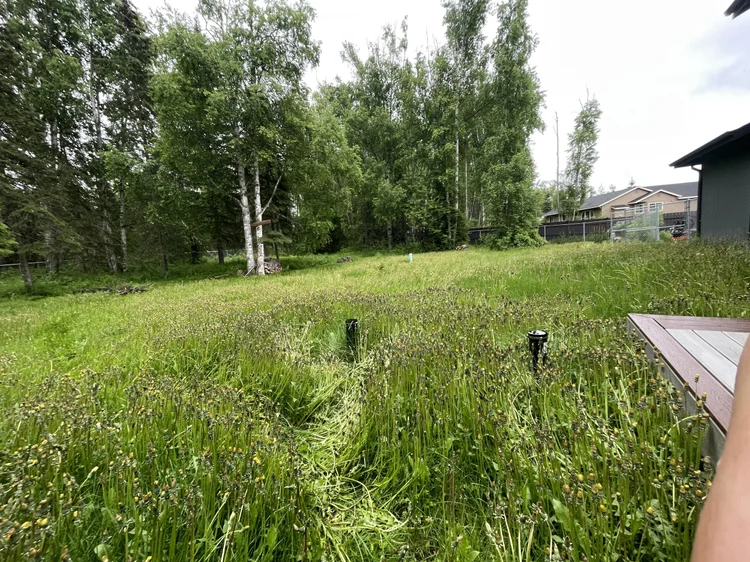 Overgrown Wasilla lawn before Snip&Clip Alaska service