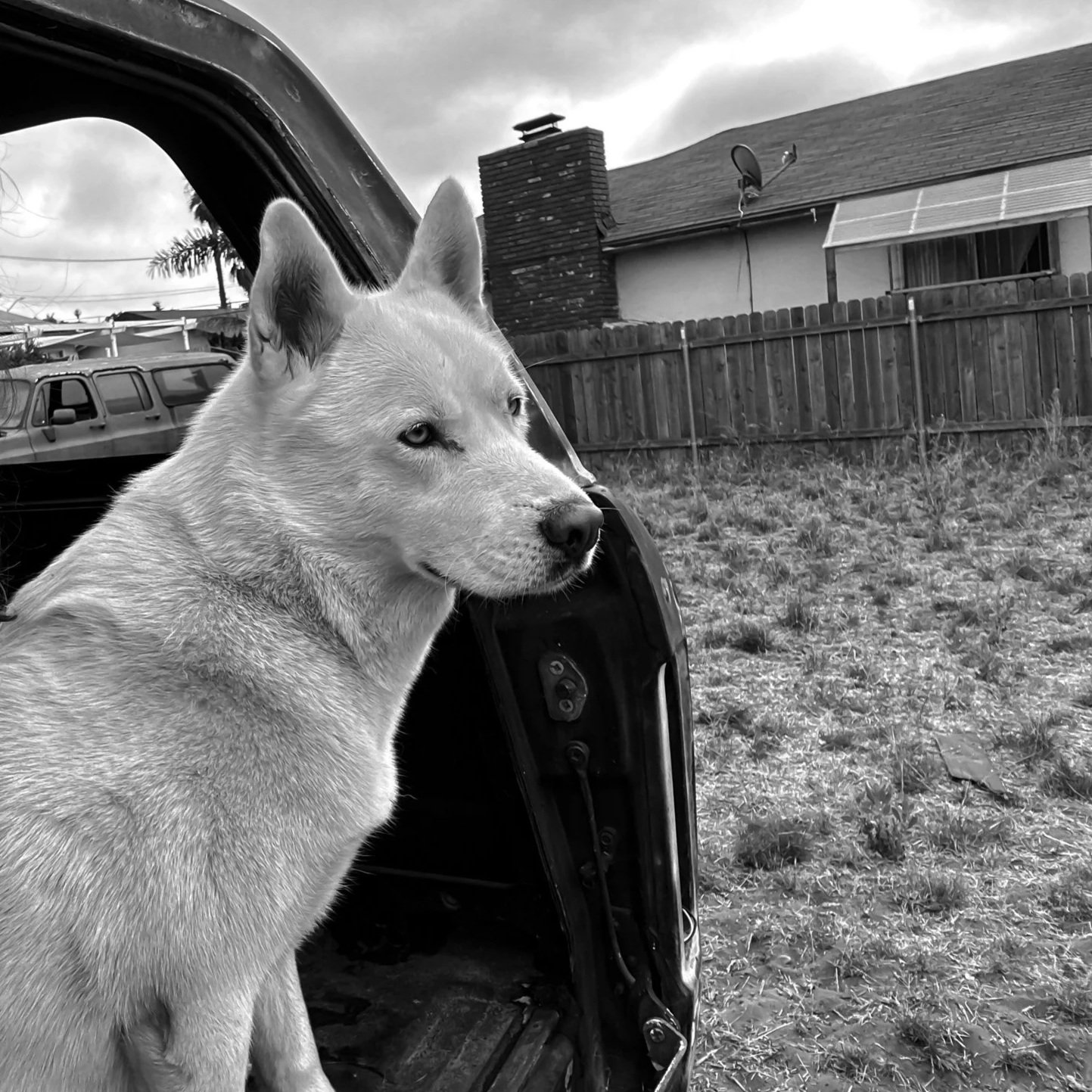 A dog sitting on the open trunk of a car in a backyard, with a house and a wooden fence in the background.