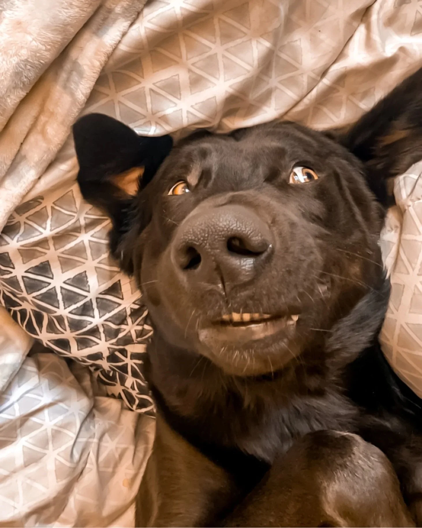 A close-up shot of a black dog with amber eyes lying on a bed, surrounded by soft, beige patterned blankets.