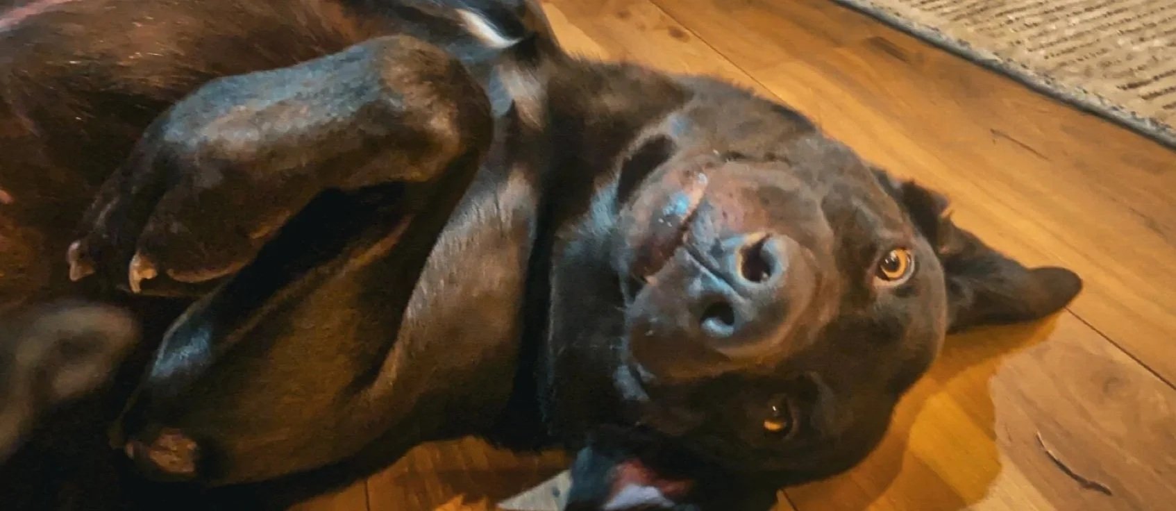 A black dog lying on its back on a wooden floor, looking up at the camera.
