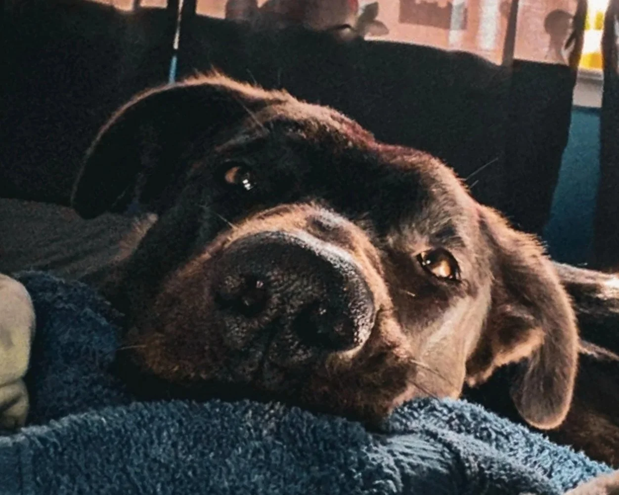 Close-up of a dog lying down on a blue blanket with a relaxed expression and one eye slightly open.