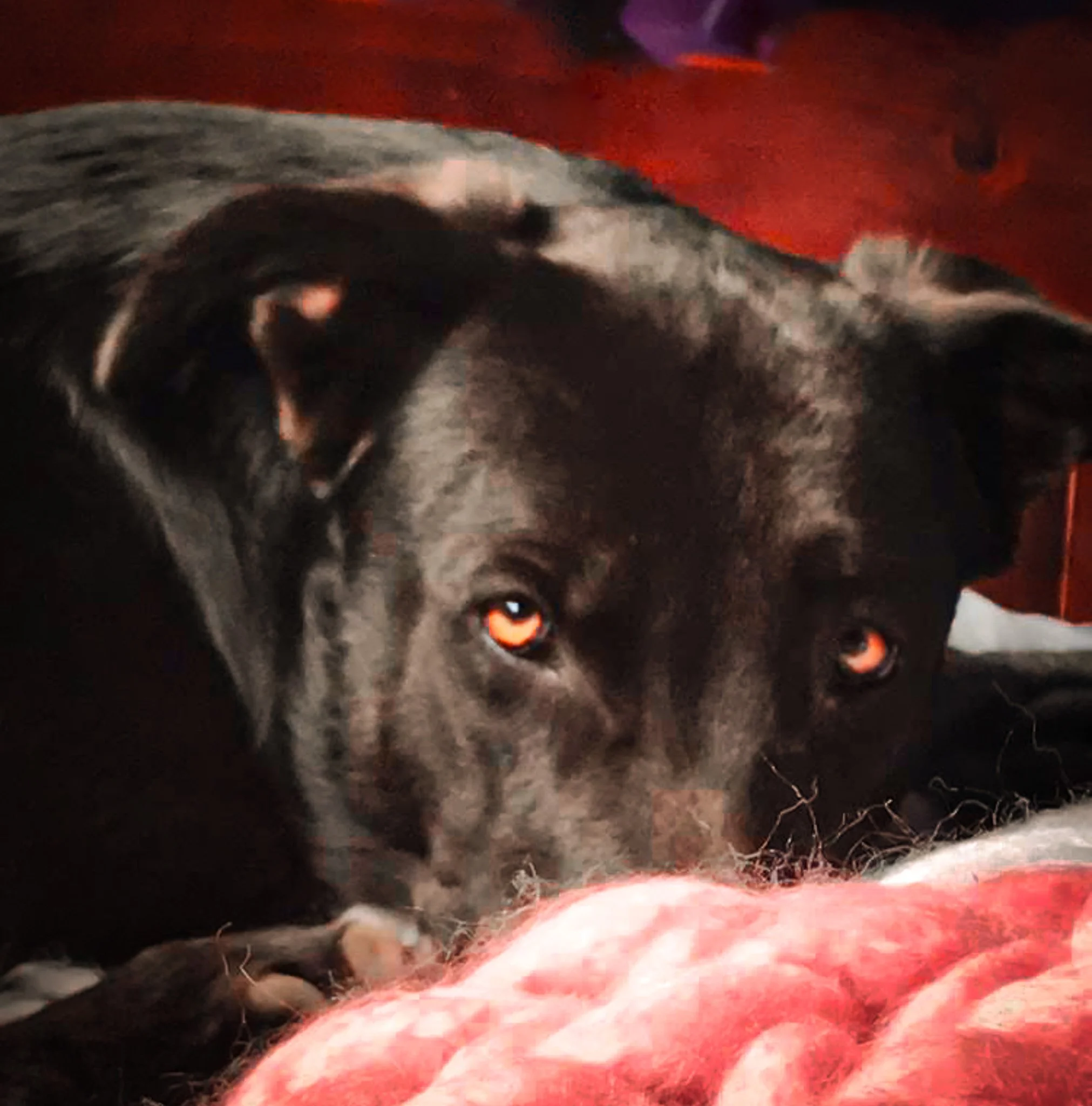 A black and white dog with orange eyes, lying on a red surface with some gray and purple background elements.
