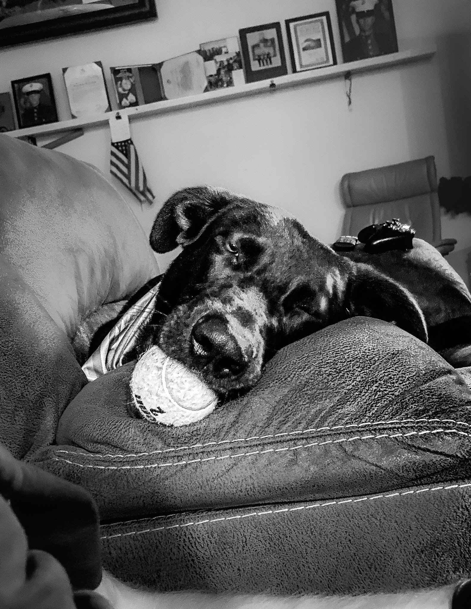A dog with a brindle coat resting its head on a piece of bandaged paw, lying on a person's lap on a textured leather sofa.