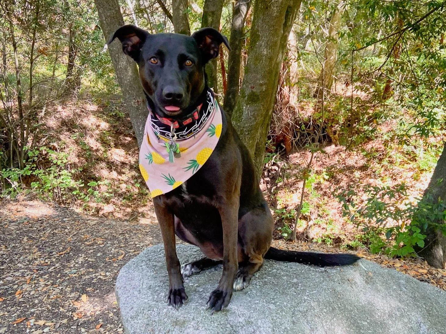 A black dog with tan legs, sitting on a rock in a wooded area, wearing a pink bandana with pineapples and green leaves, and a collar with an ID tag and chains.