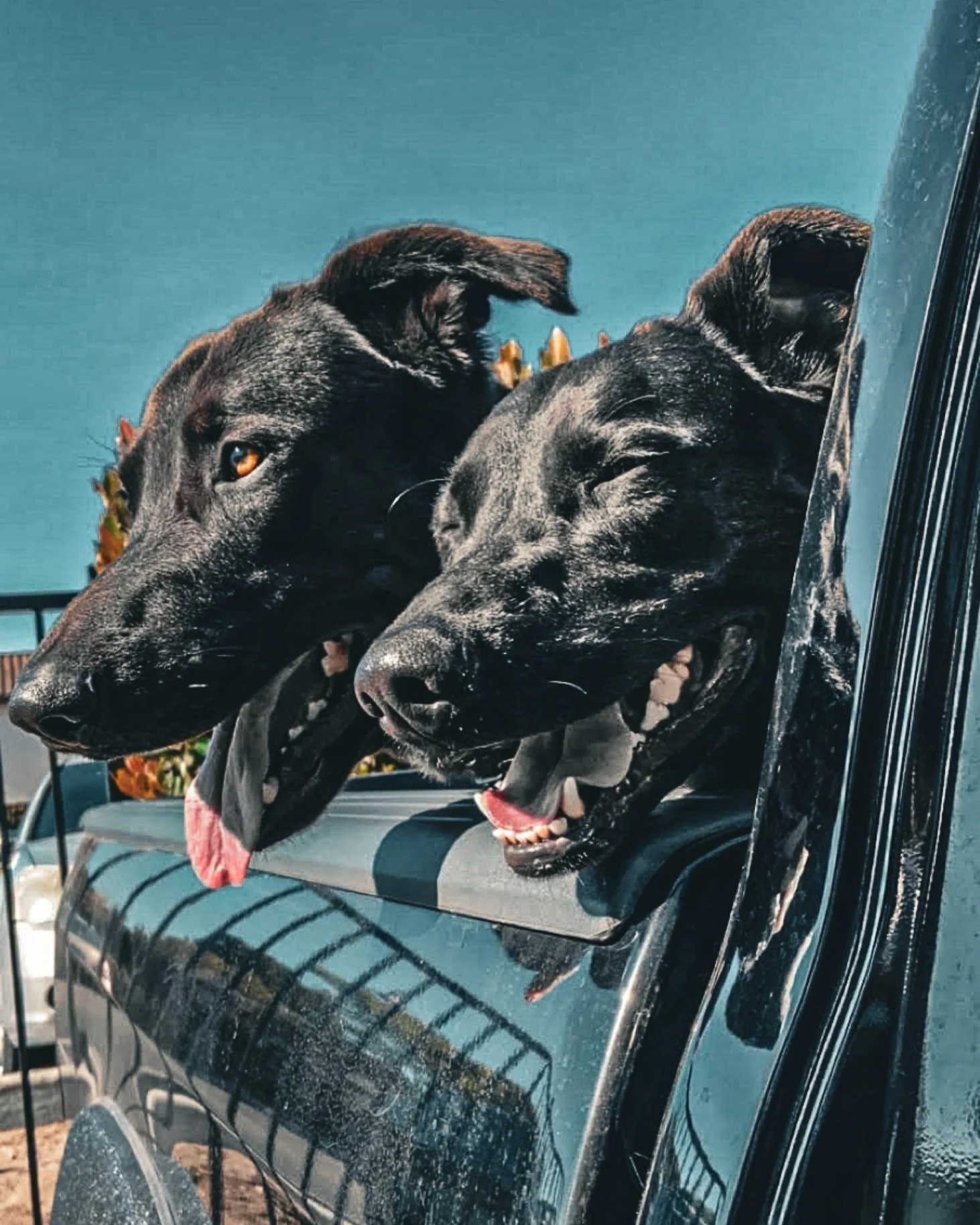 Two black dogs with floppy ears and pink tongues hanging out, resting their heads on a car window, with a clear blue sky in the background.