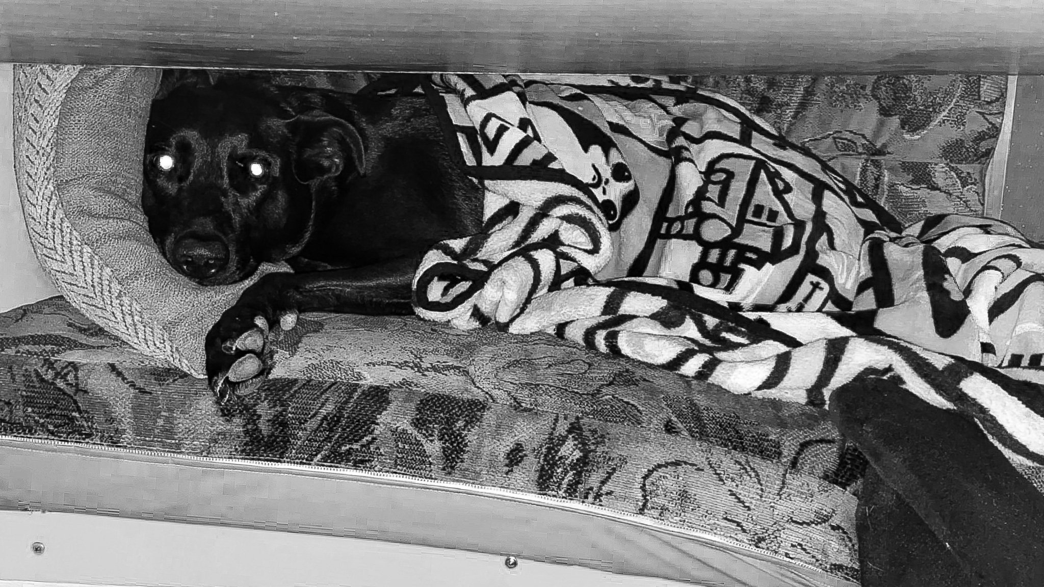 A black dog lying on a floral-patterned couch, covered with a blanket with a bold striped and graphic design, in a room with a wooden door.