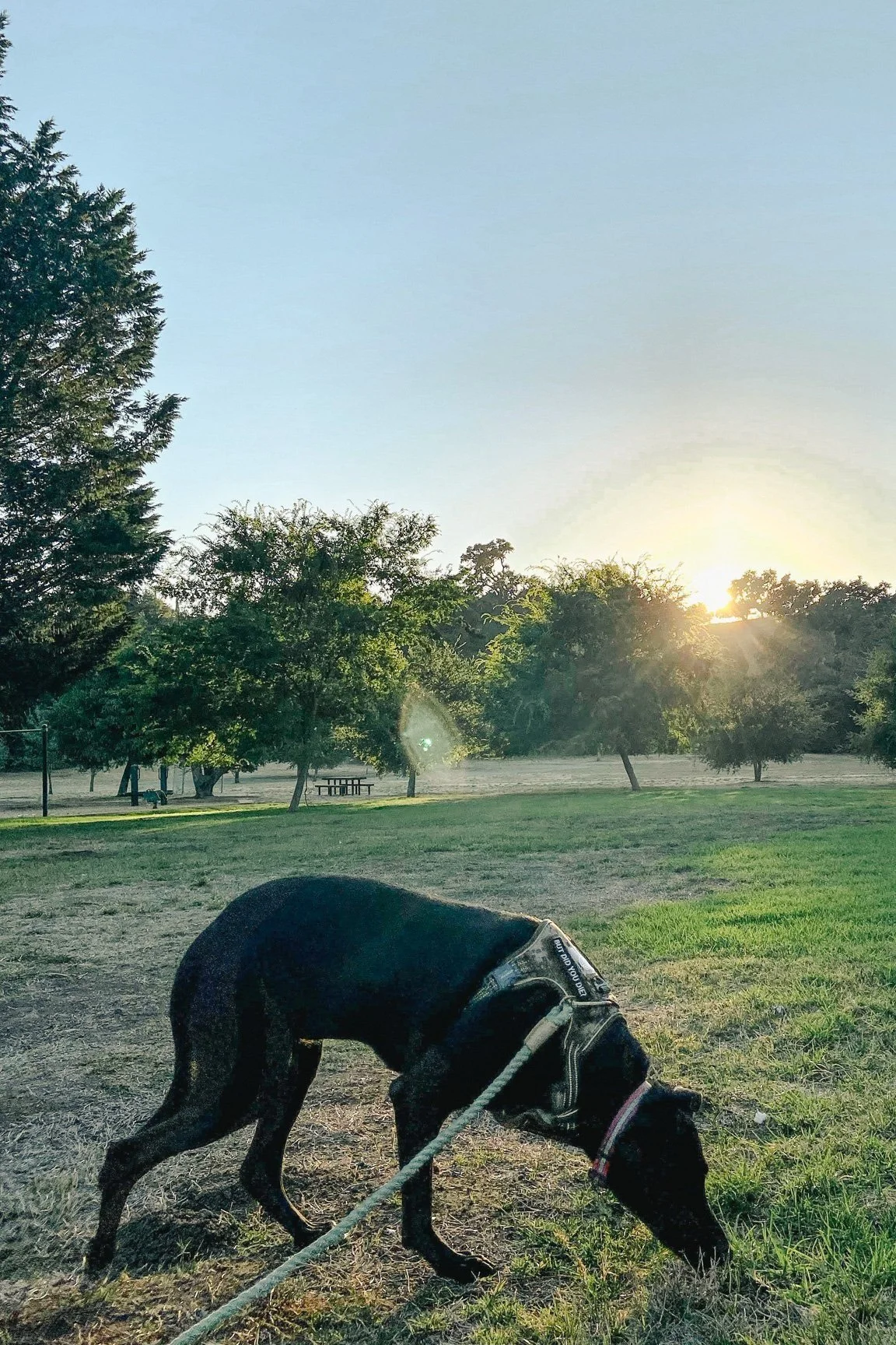 Dog wearing a harness sniffing grass in a park during sunset, with trees, a picnic table, and a basketball hoop visible in the background.